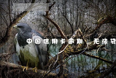 中国信用卡逾期 无法贷款